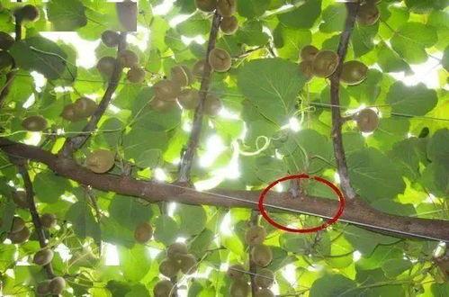 猕猴桃修剪技术视频,视频教程深度解析